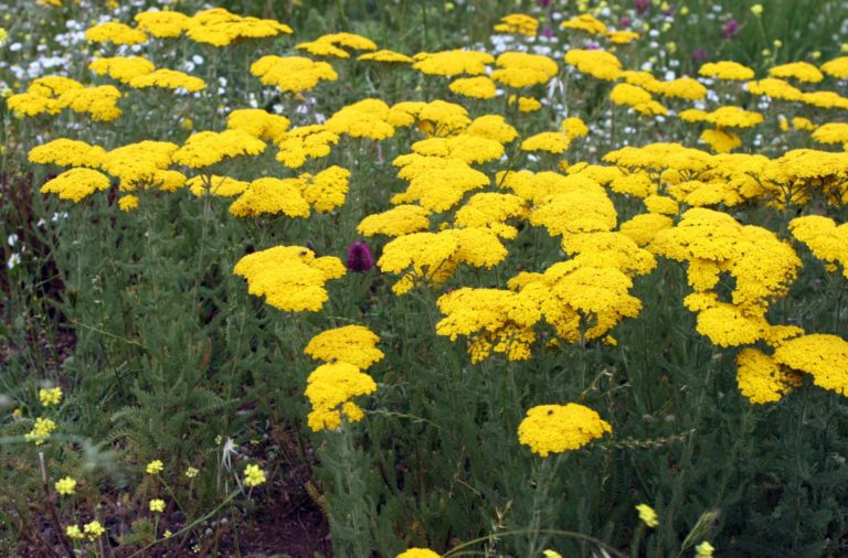 10 Endemic Flowers of Saudi Arabia